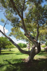 Family vacation photo of kids in tree in Hawaii