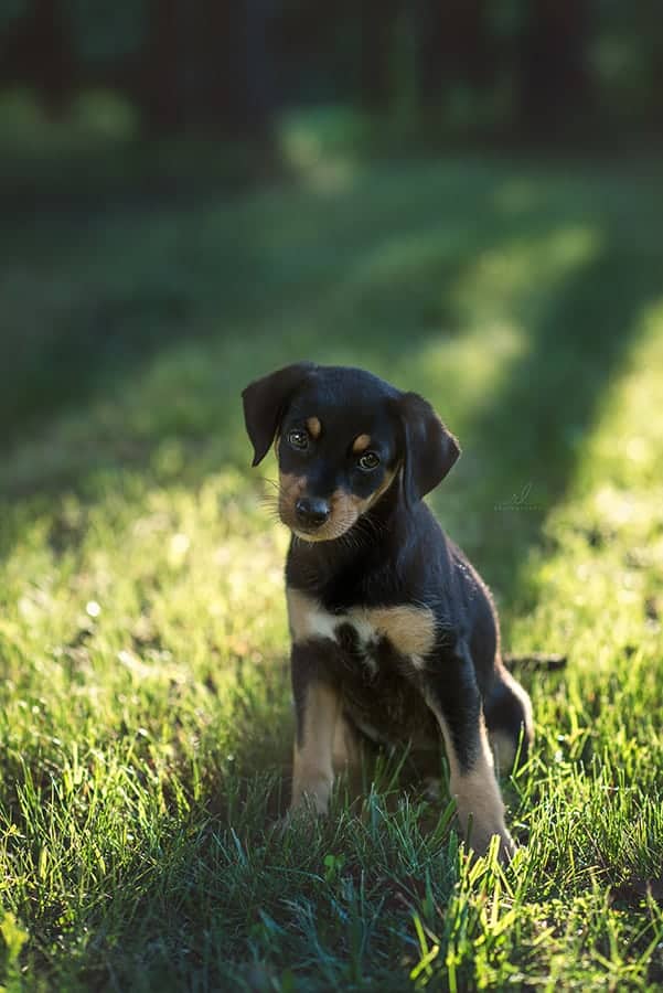 dog photoshoot in woods